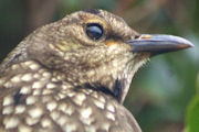 Regent Bowerbird (Sericulus chrysocephalus)